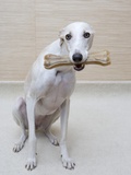 Greyhound with a Bone Fotografie-Druck von Estelle Klawitter
