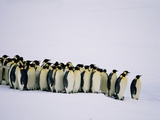Emperor pinguins standing in a row, side view Lámina fotográfica por Frank Krahmer Emperor pinguins standing in a row, side view Lámina fotográfica por Frank Krahmer