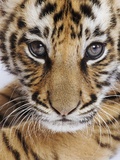 Tiger Cub Photographic Print by Martin Harvey