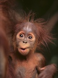 Orangutan and Baby Photographic Print