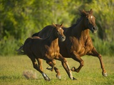 Horses Galloping Photographic Print