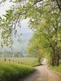 Rural Road in Cades Cove Photographic Print by William Manning