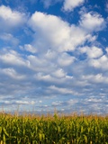 Corn Plants and Sky Photographic Print by Jim Craigmyle