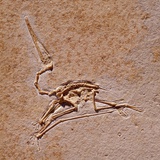 Pterodactyl Fossil Photographic Print by Louie Psihoyos