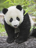 Baby Giant Panda Photographie par Frank Lukasseck