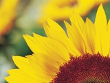 Sunflower petals Fotografisk trykk av Heide Benser Sunflower petals Fotografisk trykk av Heide Benser