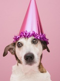Dog Wearing Party Hat Photographic Print by Ursula Klawitter