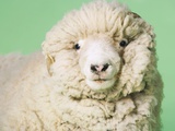 White Sheep's Head Photographic Print