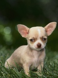 Chihuahua Puppy Photographic Print