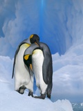 King Penguins Courting Photographie
