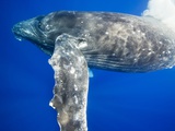 Humpback Whale Diving Near Surface Photographic Print by Paul Souders