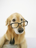 Golden Retriever Wearing Eyeglasses Photographic Print