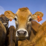 Young Calves in Pasture in New Zealand Photographic Print by John Eastcott & Yva Momatiuk