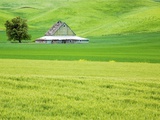 Old Barn in Green Agricultural Fields Photographic Print by Terry Eggers