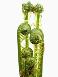 Ostrich Fern Fiddleheads Photographic Print by Niall Benvie