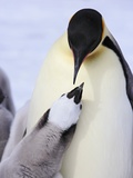 Emperor Penguin and Chick Fotografie-Druck von Frank Lukasseck
