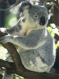 Koala in Eucalyptus Tree Photographic Print Koala in Eucalyptus Tree Photographic Print