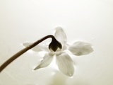 White Cyclamen Fotografisk trykk av Cora Buttenbender White Cyclamen Fotografisk trykk av Cora Buttenbender