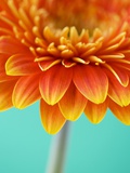 Orange Gerbera Daisy Photographic Print by Clive Nichols