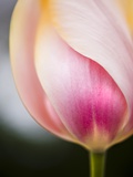 Tulip Photographic Print by Ted Dayton