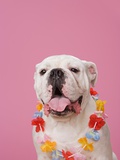 Bulldog wearing a flower garland Photographic Print