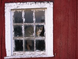 Cat sitting in a barn window Photographic Print by Scott Barrow