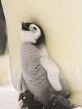 Emperor Penguin Chick on Parent's Feet Lámina fotográfica por John Conrad