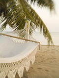 Woven Hammock under Palm Tree Photographic Print by John & Lisa Merrill