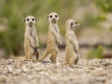 Meerkat Pups, Namibia Fotografisk tryk af Paul Souders Meerkat Pups, Namibia Fotografisk tryk af Paul Souders