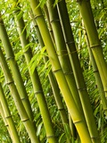 Bamboo plants Photographie