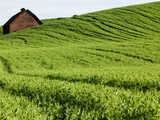 Field of Peas on Rolling Hills Photographic Print by Bill Stormont