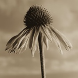 Lone Coneflower Photographic Print by Tom Marks