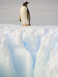 Gentoo Penguin on Ice Floe on the Antarctic Peninsula Lámina fotográfica por John and Yva Eastcott And Momatiuk