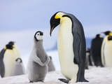 Emperor Penguin With Chick Photographic Print by Keren Su