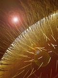 Compound Eye of Honeybee Photographic Print by Micro Discovery 