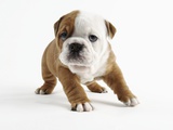 Bulldog Puppy Photographic Print by Peter M. Fisher