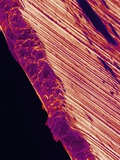 Cutting Edge of Used Razor Blade Photographic Print by Micro Discovery 