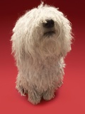 Cute Komondor Dog Photographic Print