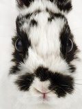 Face of Jersey Wooly Rabbit Photographic Print by Martin Harvey