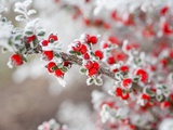 Frost-Covered Berries Fotografie-Druck von Craig Tuttle