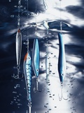 Fishhooks Photographic Print by Christian Schmidt