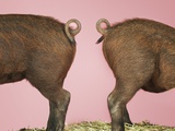 Two Piglets' Backsides Photographic Print