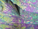 Sugar Crystals Viewed in Polarized Light Lámina fotográfica Sugar Crystals Viewed in Polarized Light Lámina fotográfica