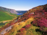 Heather-Covered Hills Along the Wicklow Way Photographic Print