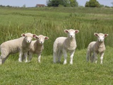 Lambs in Field Photographic Print by Pat Doyle