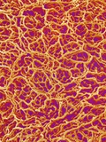Blood Vessel Cast from Rat Colon Lámina fotográfica por Micro Discovery