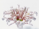 White Chrysanthemum Photographic Print by Cora Buttenbender