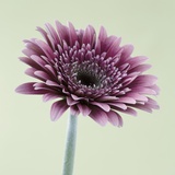 Gerbera rose Photographie par Clive Nichols