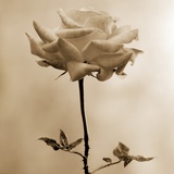 Long-Stemmed Rose Photographic Print by Tom Marks