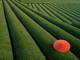 Umbrella in Tea Fields Photographic Print by Steven Vidler